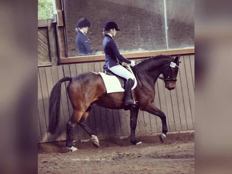 Hannoveriano Caballo castrado 12 años 164 cm Castaño in Oyten
