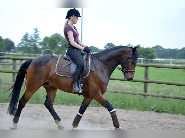 Hannoveriano Caballo castrado 12 años 164 cm Castaño in Oyten