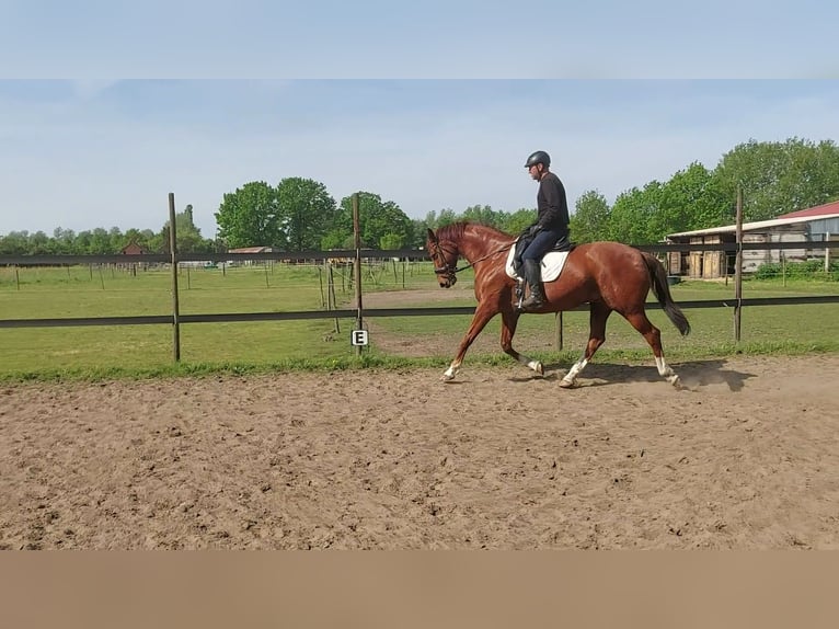 Hannoveriano Caballo castrado 12 años 165 cm Alazán in Herselt