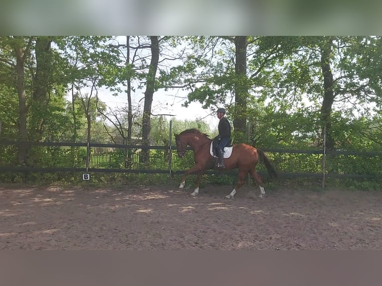 Hannoveriano Caballo castrado 12 años 165 cm Alazán in Herselt