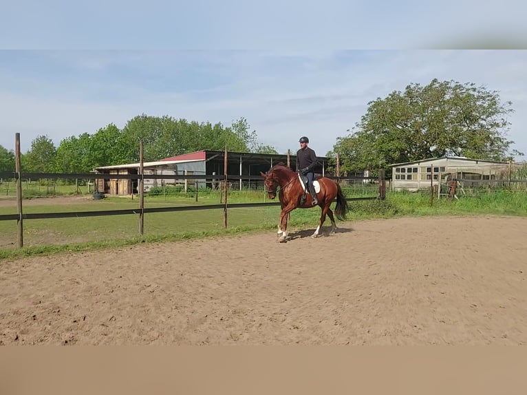 Hannoveriano Caballo castrado 12 años 165 cm Alazán in Herselt