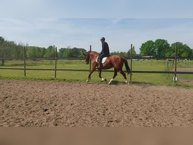 Hannoveriano Caballo castrado 12 años 165 cm Alazán in Herselt