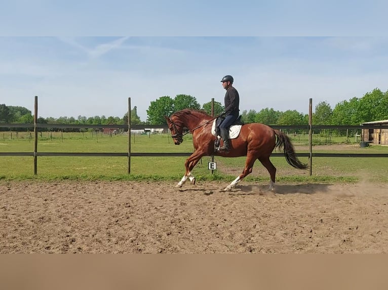 Hannoveriano Caballo castrado 12 años 165 cm Alazán in Herselt