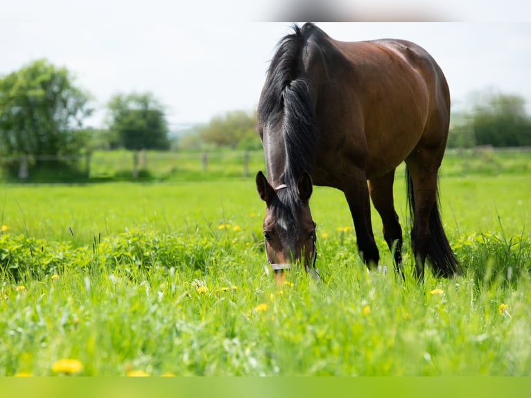 Hannoveriano Caballo castrado 12 años 165 cm Castaño oscuro in Mielsdorf/ Weede