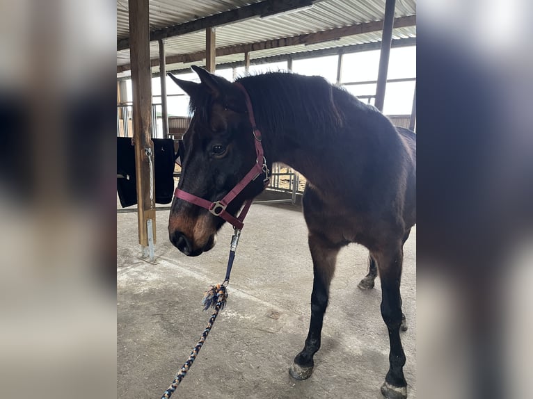 Hannoveriano Caballo castrado 12 años 165 cm Castaño oscuro in Bremen