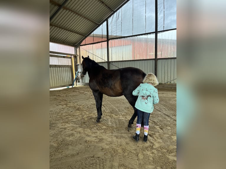 Hannoveriano Caballo castrado 12 años 165 cm Castaño oscuro in Bremen