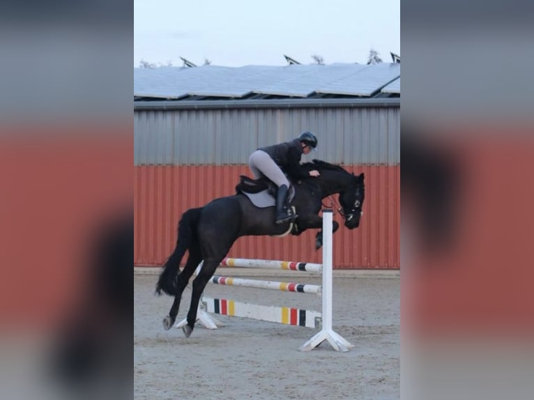 Hannoveriano Caballo castrado 12 años 166 cm Morcillo in Ratingen