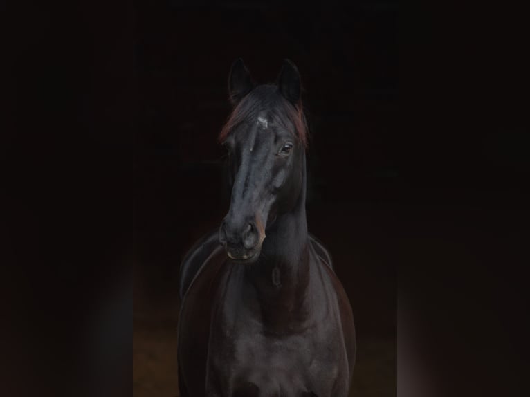 Hannoveriano Caballo castrado 12 años 166 cm Morcillo in Ratingen