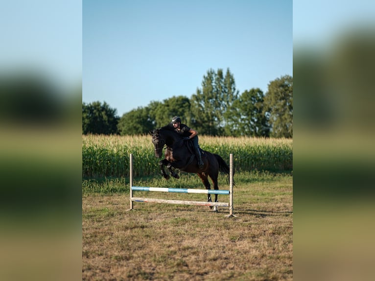 Hannoveriano Caballo castrado 12 años 166 cm Negro in Bremen