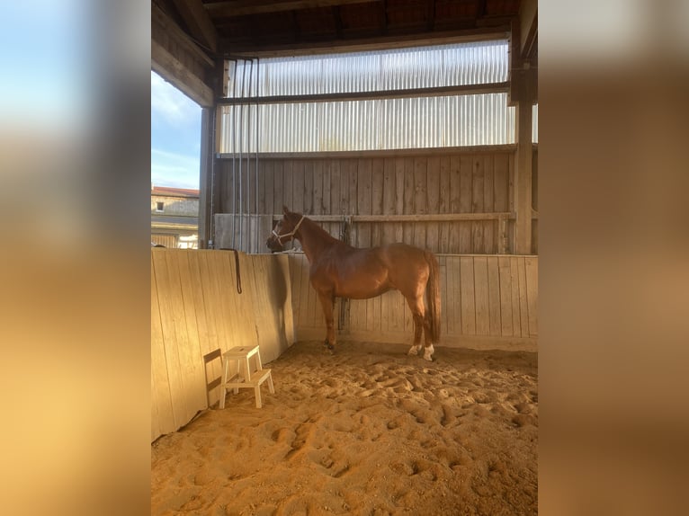 Hannoveriano Caballo castrado 12 años 167 cm Alazán in Bischofsgr&#xFC;n