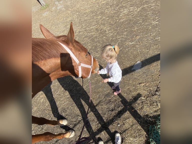 Hannoveriano Caballo castrado 12 años 167 cm Alazán in Bischofsgr&#xFC;n