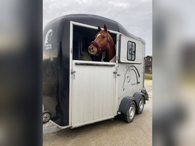 Hannoveriano Caballo castrado 12 años 167 cm Alazán in Bischofsgr&#xFC;n