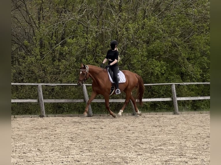 Hannoveriano Caballo castrado 12 años 167 cm Alazán in Bischofsgr&#xFC;n