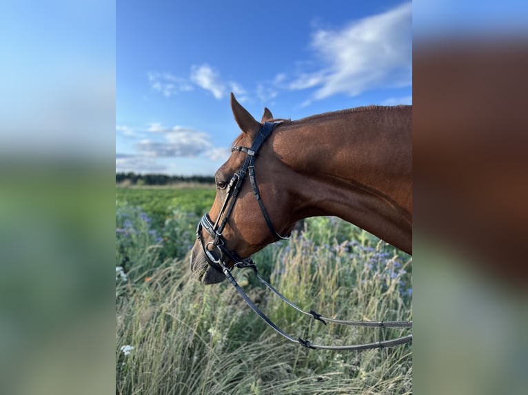 Hannoveriano Caballo castrado 12 años 167 cm Alazán in Bischofsgr&#xFC;n
