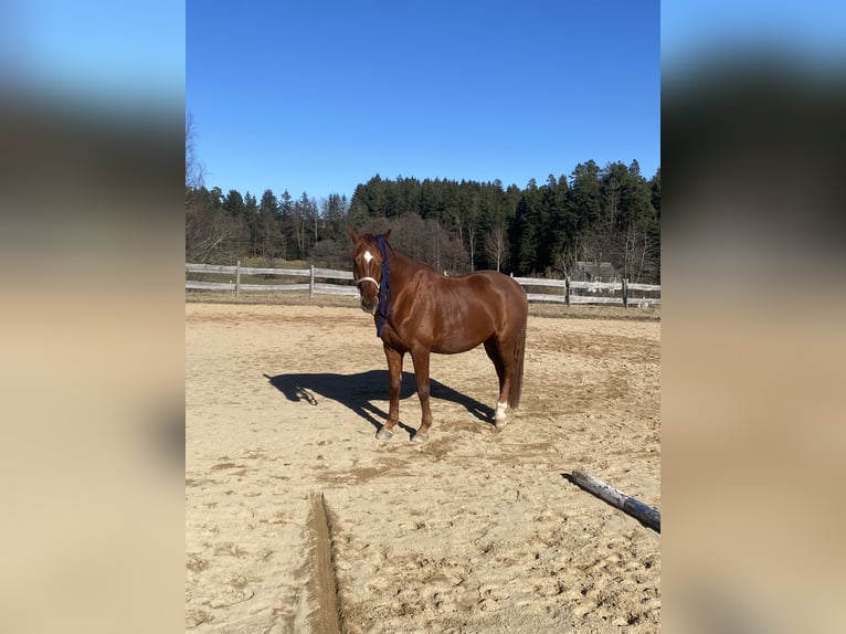 Hannoveriano Caballo castrado 12 años 167 cm Alazán in Bischofsgr&#xFC;n