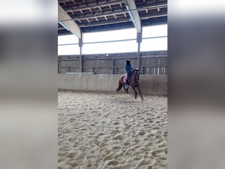 Hannoveriano Caballo castrado 12 años 167 cm Alazán in Bischofsgr&#xFC;n
