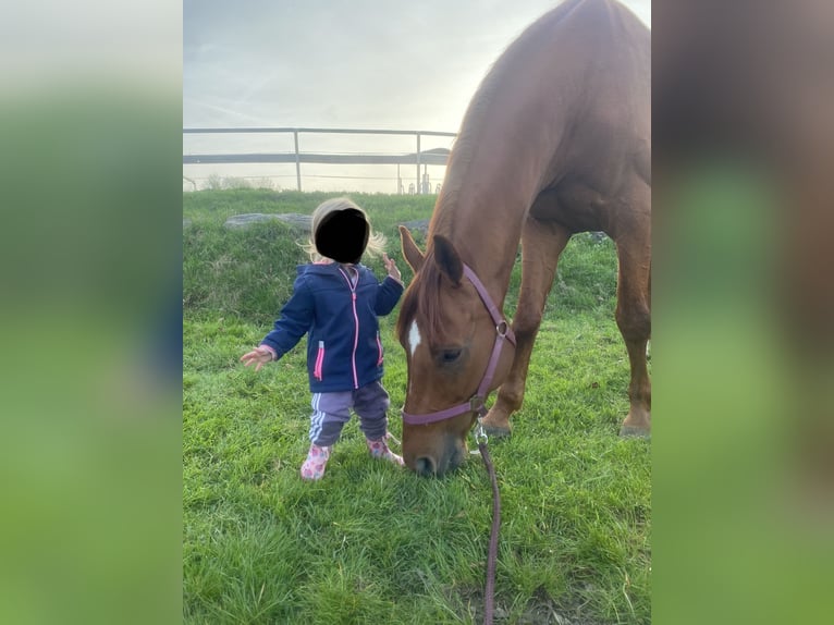 Hannoveriano Caballo castrado 12 años 167 cm Alazán in Bischofsgr&#xFC;n