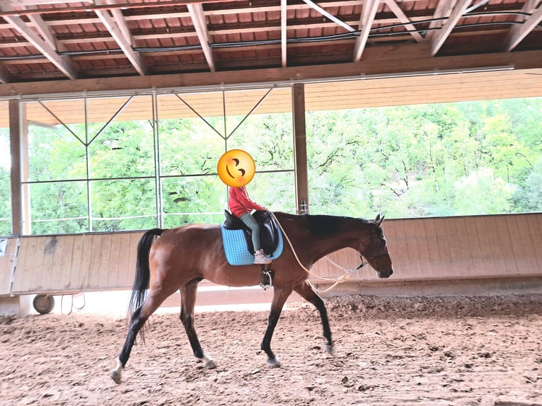 Hannoveriano Caballo castrado 12 años 167 cm Castaño in Dornhan