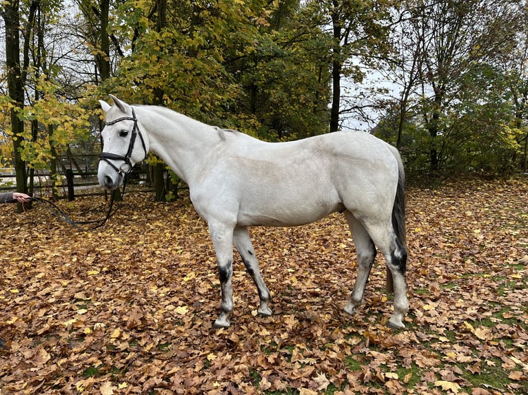 Hannoveriano Caballo castrado 12 años 167 cm Tordo in Nienburg (Weser)