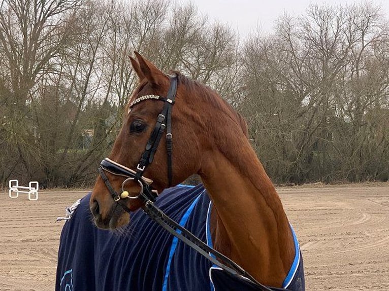 Hannoveriano Caballo castrado 12 años 168 cm Alazán in Verden (Aller)