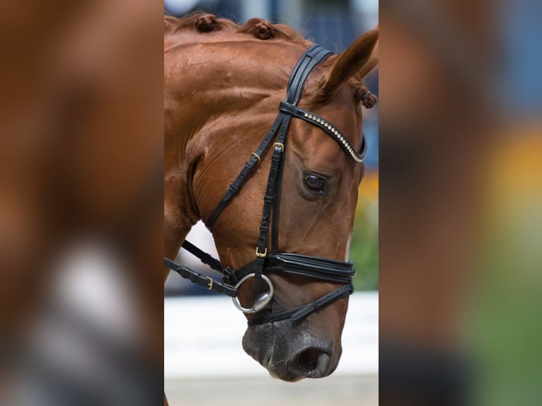 Hannoveriano Caballo castrado 12 años 168 cm Alazán in Leipheim