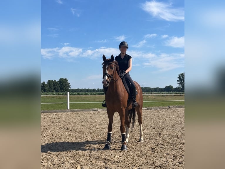 Hannoveriano Caballo castrado 12 años 168 cm Alazán in Dickel