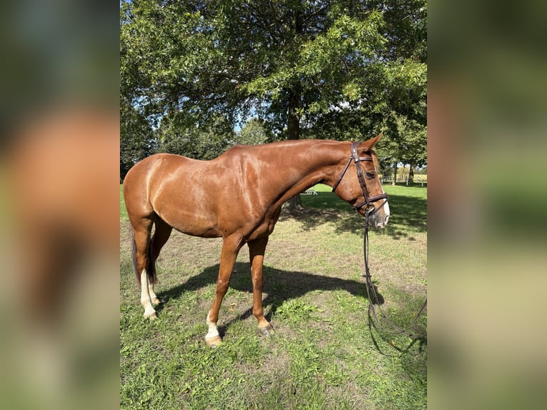 Hannoveriano Caballo castrado 12 años 168 cm Alazán in Dickel
