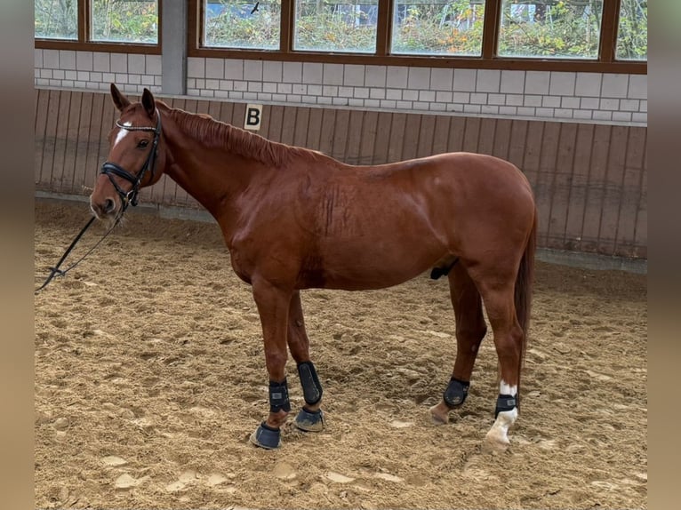 Hannoveriano Caballo castrado 12 años 170 cm Alazán in Essen