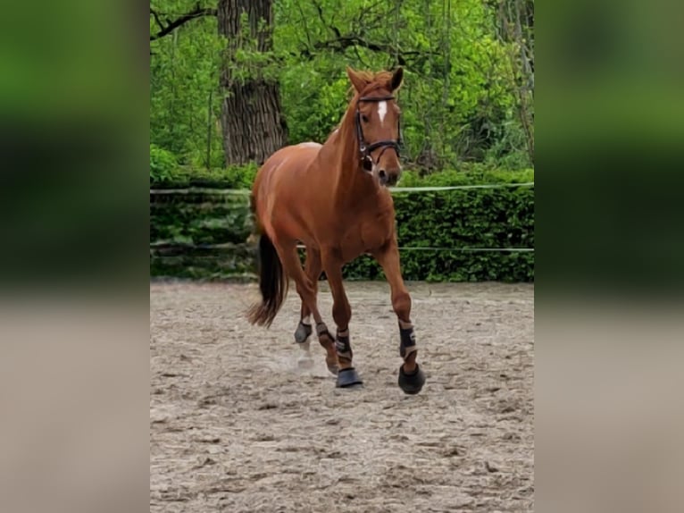 Hannoveriano Caballo castrado 12 años 170 cm Alazán in Essen