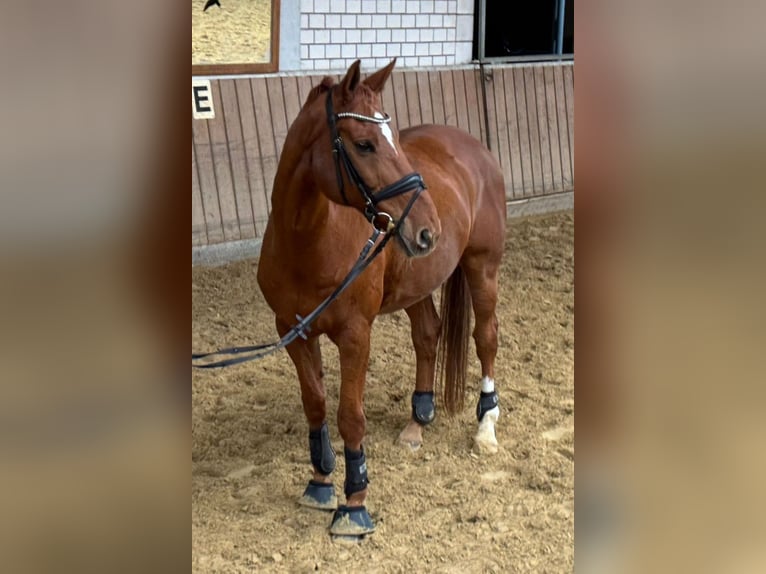 Hannoveriano Caballo castrado 12 años 170 cm Alazán in Essen