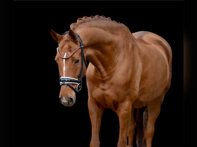 Hannoveriano Caballo castrado 12 años 170 cm Alazán in Vechta