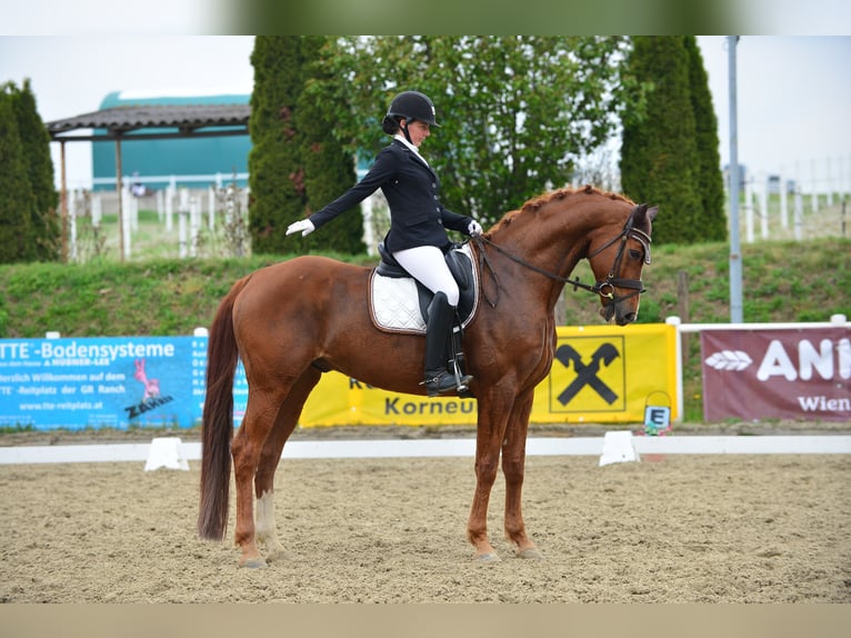 Hannoveriano Caballo castrado 12 años 170 cm Alazán in Baden