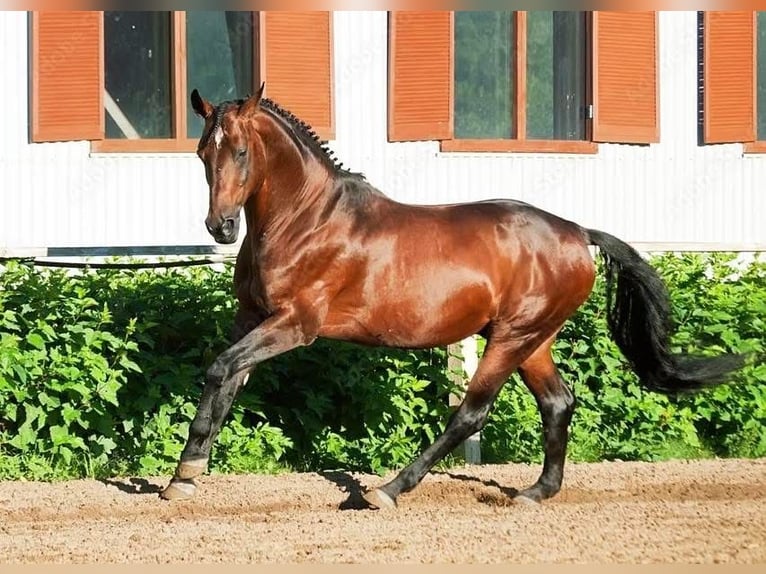 Hannoveriano Caballo castrado 12 años 170 cm Castaño in Madrid