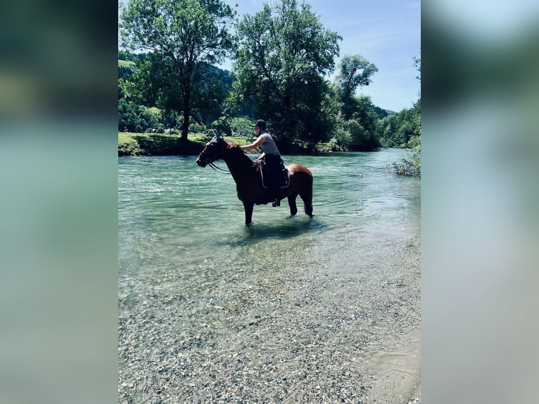 Hannoveriano Caballo castrado 12 años 172 cm Alazán in Prutting