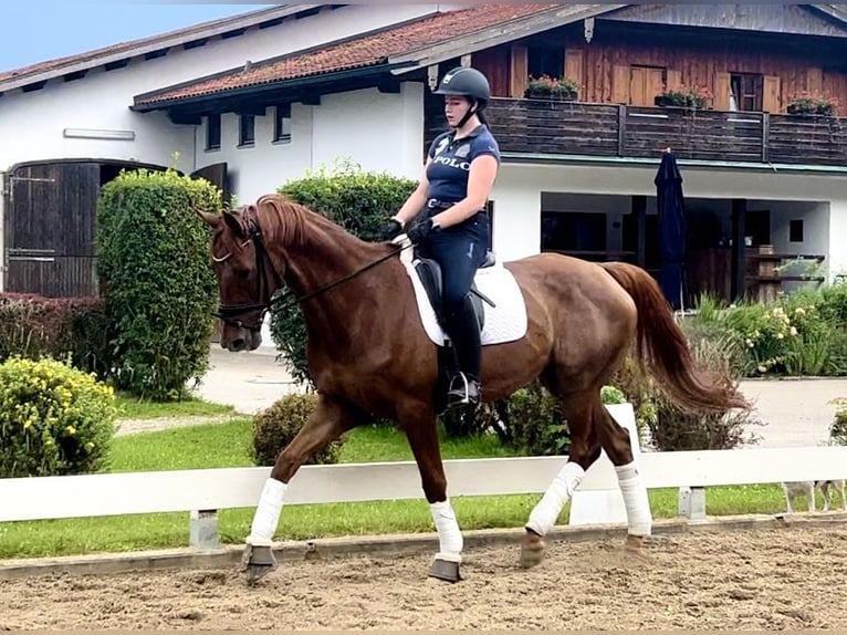 Hannoveriano Caballo castrado 12 años 172 cm Alazán in Prutting