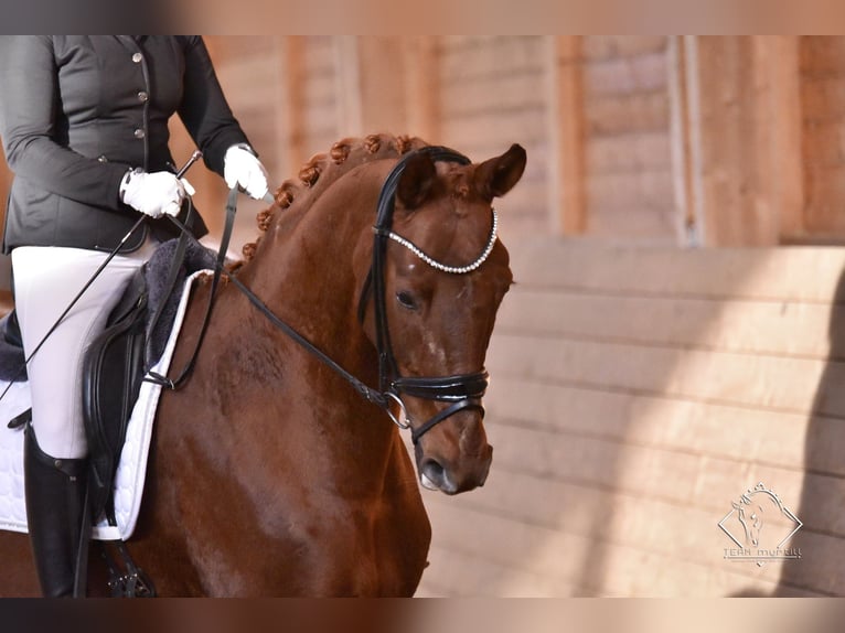 Hannoveriano Caballo castrado 12 años 172 cm Alazán in Prutting