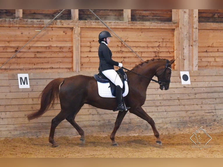 Hannoveriano Caballo castrado 12 años 172 cm Alazán in Prutting