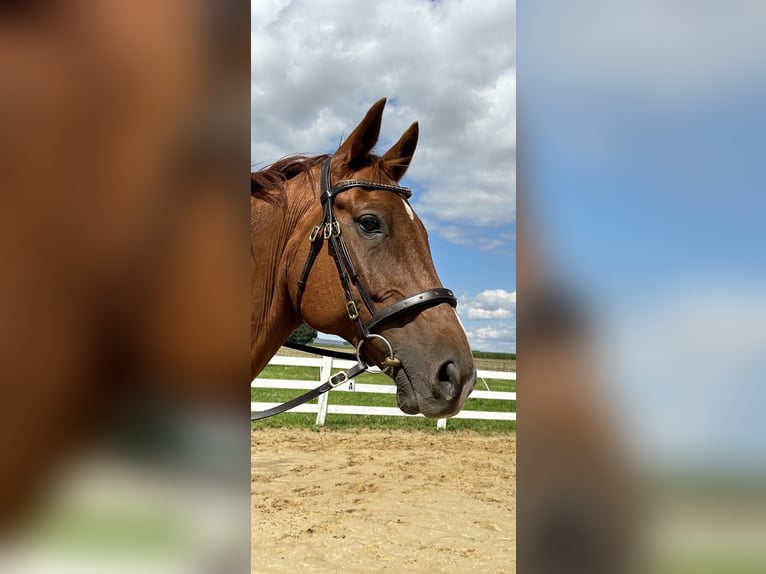 Hannoveriano Caballo castrado 12 años 172 cm Alazán in Bassum