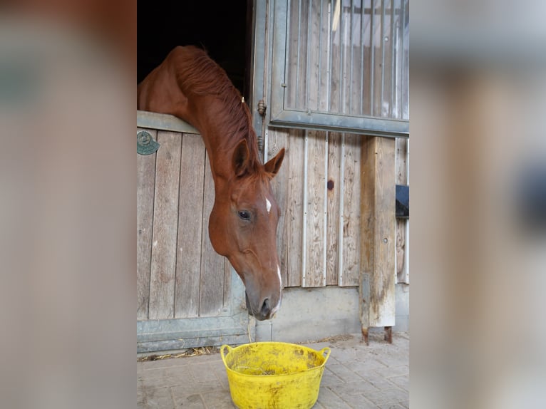 Hannoveriano Caballo castrado 12 años 172 cm Alazán in Bassum