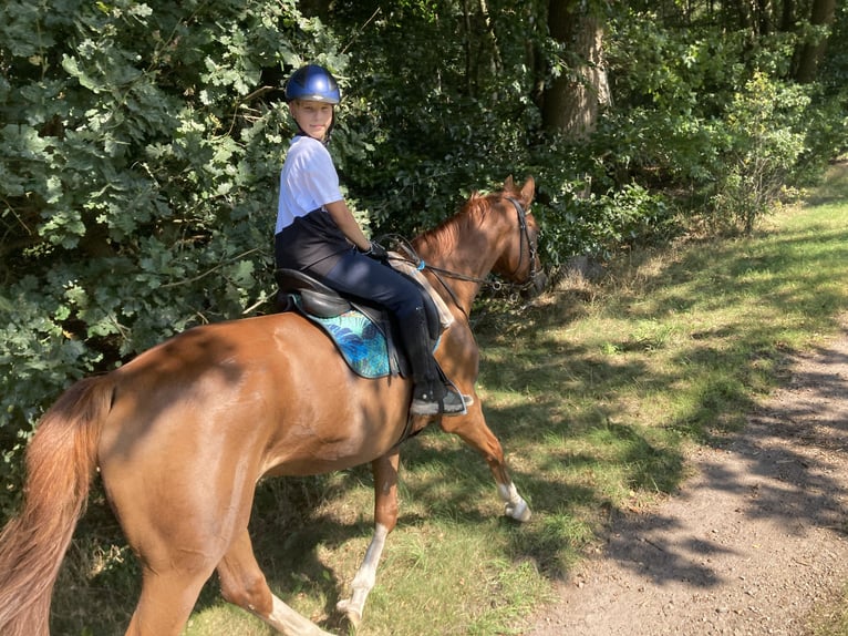 Hannoveriano Caballo castrado 12 años 172 cm Alazán in Bassum