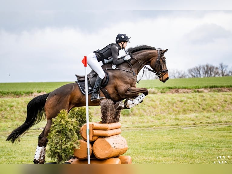 Hannoveriano Caballo castrado 12 años 172 cm Castaño in Ganderkesee