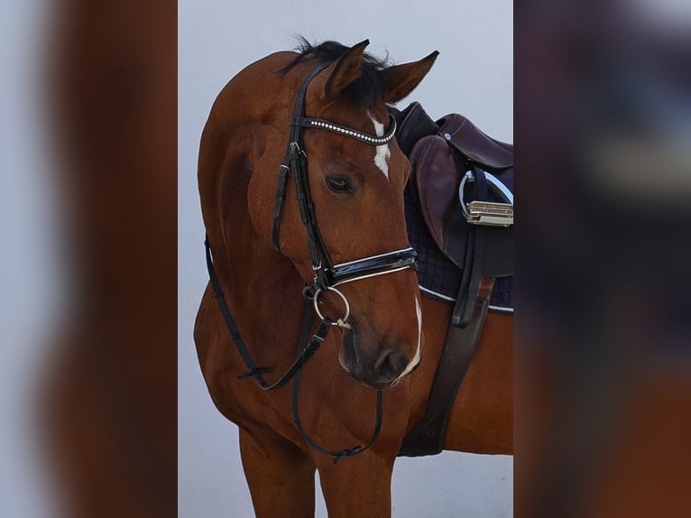 Hannoveriano Caballo castrado 12 años 172 cm Castaño in Bruckberg