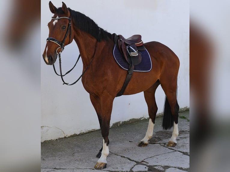 Hannoveriano Caballo castrado 12 años 172 cm Castaño in Bruckberg