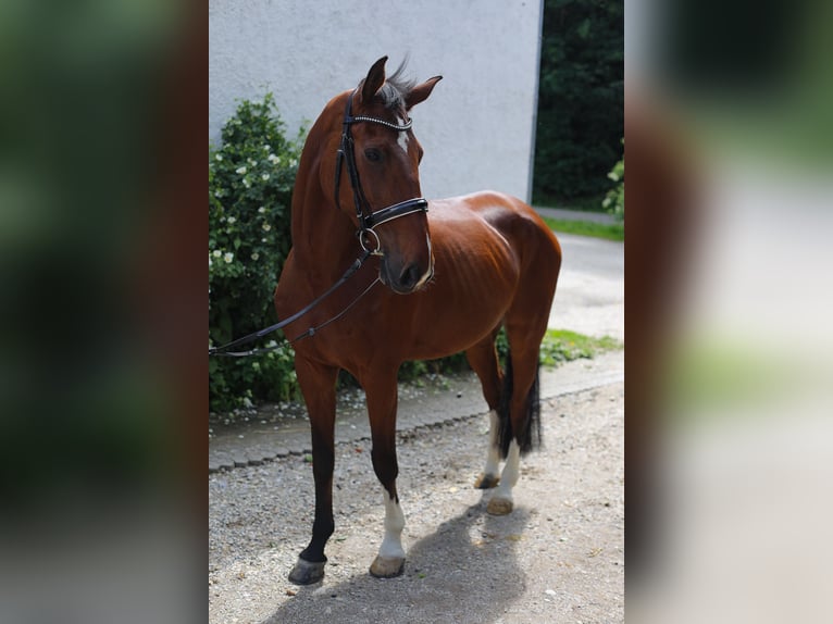 Hannoveriano Caballo castrado 12 años 172 cm Castaño in Bruckberg