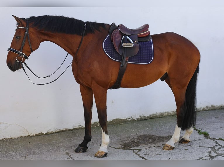 Hannoveriano Caballo castrado 12 años 172 cm Castaño in Bruckberg