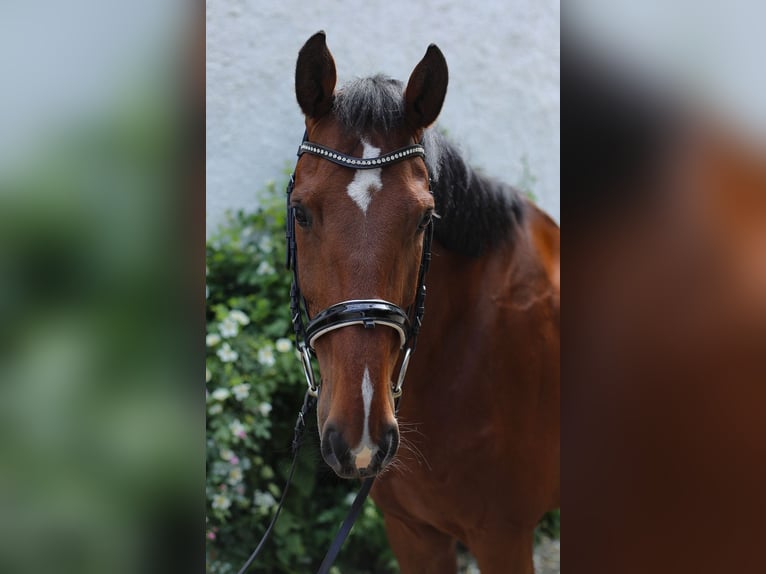 Hannoveriano Caballo castrado 12 años 172 cm Castaño in Bruckberg