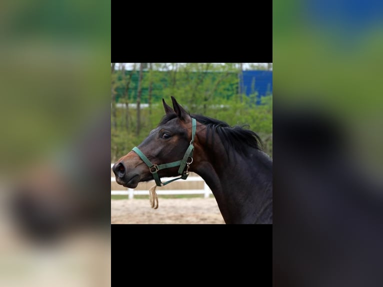 Hannoveriano Caballo castrado 12 años 172 cm Castaño in Nünchritz