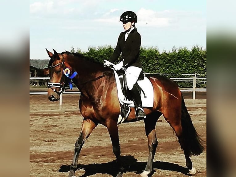 Hannoveriano Caballo castrado 12 años 172 cm Castaño in Nünchritz