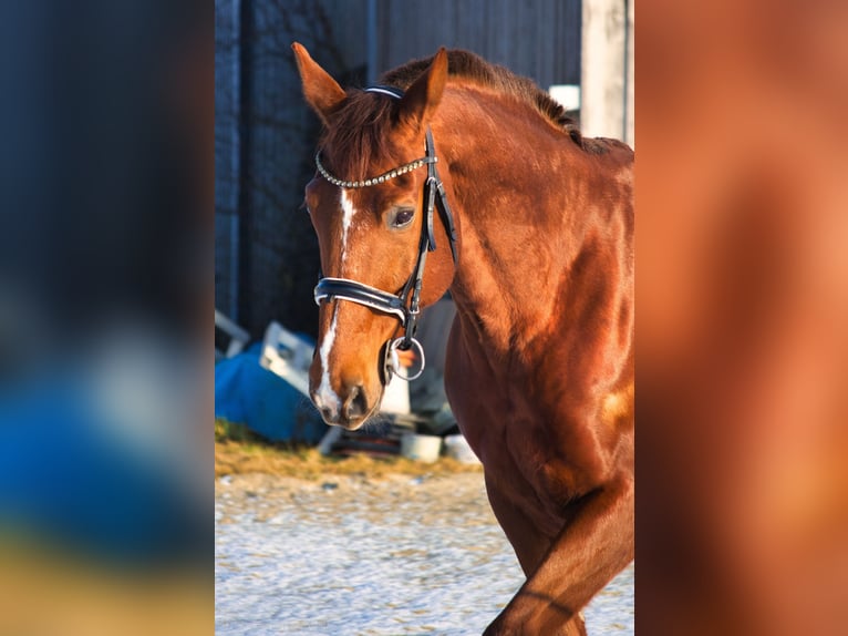 Hannoveriano Caballo castrado 12 años 172 cm Castaño in Kraiburg am Inn