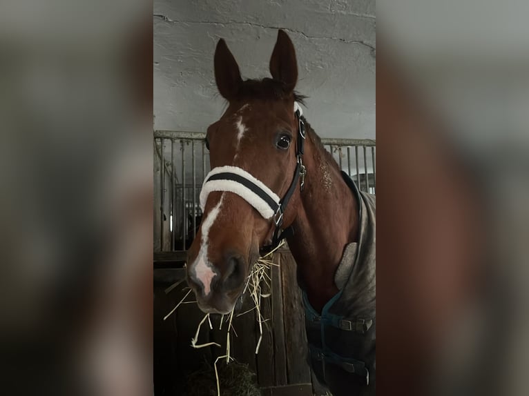 Hannoveriano Caballo castrado 12 años 172 cm Castaño in Kraiburg am Inn